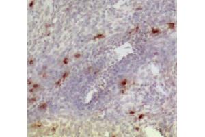 Frozen chicken ovary section was stained with Mouse Anti-Chicken CD3-UNLB (CD3 anticorps)