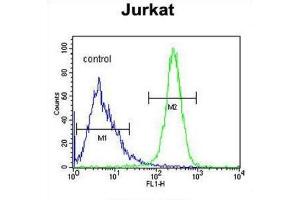 Flow Cytometry (FACS) image for anti-Angel Homolog 1 (ANGEL1) antibody (ABIN3003977) (ANGEL1 anticorps)