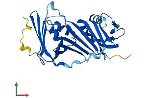 AlphaFold protein structure predicition of Mouse Recombinant Rad1 Protein, UniprotID Q9QWZ1