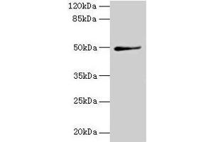 Western blot All lanes: TRIP13 antibody at 1 μg/mL + A549 whole cell lysate Secondary Goat polyclonal to rabbit IgG at 1/10000 dilution Predicted band size: 49, 23 kDa Observed band size: 49 kDa (TRIP13 anticorps  (AA 181-390))