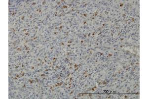 Immunoperoxidase of monoclonal antibody to PRKAA1 on formalin-fixed paraffin-embedded human spleen.