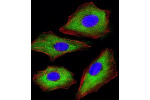 Immunofluorescent analysis of 4 % paraformaldehyde-fixed, 0.