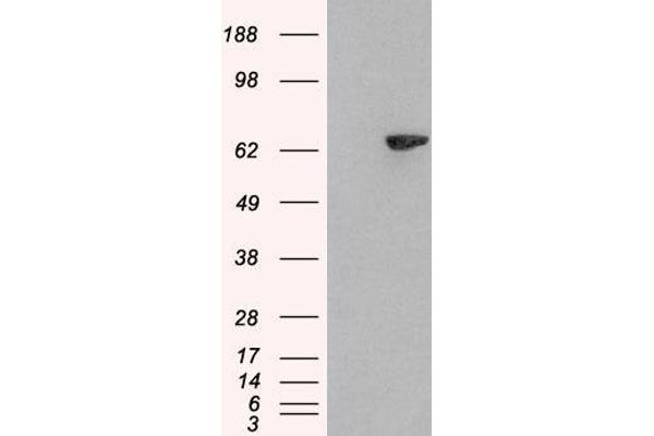 SH2B3 anticorps  (N-Term)