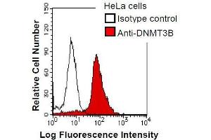 HeLa cells were fixed in 2% paraformaldehyde/PBS and then permeabilized in 90% methanol.