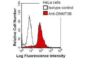 HeLa cells were fixed in 2% paraformaldehyde/PBS and then permeabilized in 90% methanol. (DNMT3B anticorps)