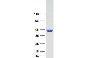 Validation with Western Blot