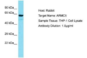 Host: Rabbit Target Name: ARMC5 Sample Tissue: Human THP-1 Whole Cell Antibody Dilution: 1ug/ml (ARMC5 anticorps  (N-Term))