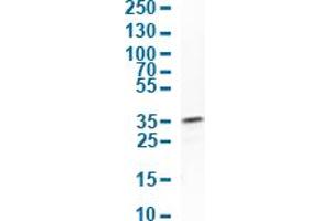 Western Blot analysis of human cell line A-431.