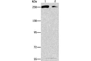 Western blot analysis of Lovo and 293T cell, using EIF4G1 Polyclonal Antibody at dilution of 1:450 (EIF4G1 anticorps)