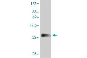 Western Blot detection against Immunogen (39.