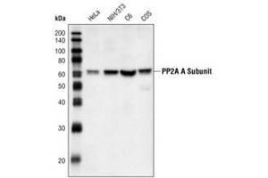 Image no. 1 for anti-Protein Phosphatase 2, Regulatory Subunit A, alpha (PPP2R1A) (C-Term) antibody (ABIN354403) (PPP2R1A anticorps  (C-Term))