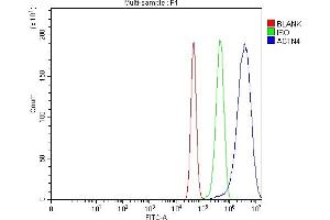 Flow Cytometry analysis of U87 cells using anti-Alpha Actinin 4 antibody (ABIN4886421). (alpha Actinin 4 anticorps  (AA 561-661))