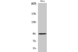 Western Blot analysis of Hela cells with Phospho-Glucocorticoid Receptor (Ser211) Polyclonal Antibody