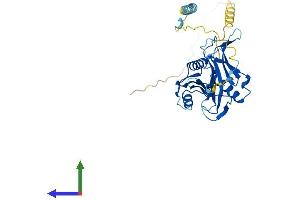 AlphaFold protein structure predicition of Mouse Recombinant Brix1 Protein, UniprotID Q9DCA5