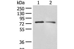 Western blot analysis of RAW264. (FXR2 anticorps)