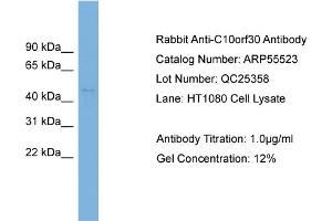 WB Suggested Anti-C10orf30  Antibody Titration: 0. (BEND7 anticorps  (N-Term))