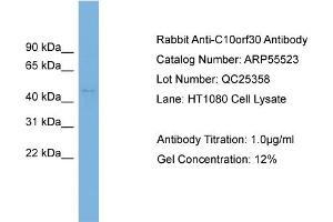WB Suggested Anti-C10orf30  Antibody Titration: 0.