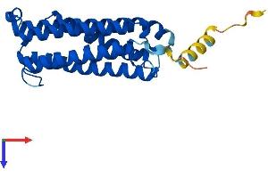 AlphaFold protein structure predicition of Mouse Recombinant Cyb561 Protein, UniprotID Q60720