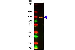 Western Blot of Mouse anti-AKT pS473 antibody Atto 594 Conjugated. (AKT1 anticorps  (Internal Region, pSer473) (Atto 594))