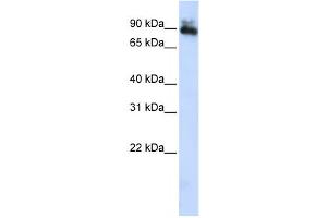 Western Blotting (WB) image for anti-Sp4 Transcription Factor (SP4) antibody (ABIN2458304) (SP4 anticorps)