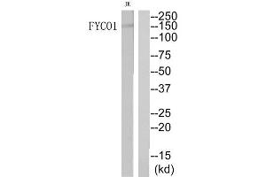 Western Blotting (WB) image for anti-FYVE and Coiled-Coil Domain Containing 1 (FYCO1) (Internal Region) antibody (ABIN1851342)