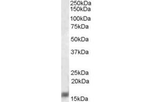 AIF1 / IBA1 staining of Rat Brain lysate (35 µg protein in RIPA buffer) by ABIN184738 (0.