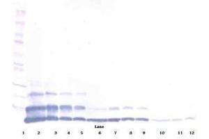 Image no. 2 for anti-Resistin Like beta (RETNLB) antibody (ABIN465494) (RETNLB anticorps)