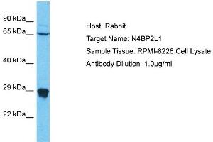 Host: Rabbit Target Name: N4BP2L1 Sample Type: RPMI-8226 Whole Cell lysates Antibody Dilution: 1. (N4BP2L1 anticorps  (C-Term))