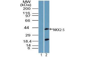 Image no. 2 for anti-NK2 Homeobox 5 (NKX2-5) (AA 300-324) antibody (ABIN960279) (NK2 Homeobox 5 anticorps  (AA 300-324))