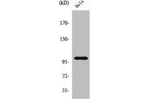 Western Blot analysis of HeLa cells using HSP105 Polyclonal Antibody (HSPH1 anticorps  (C-Term))