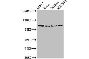 Western Blot Positive WB detected in: MCF-7 whole cell lysate, Hela whole cell lysate, Jurkat whole cell lysate, NIH/3T3 whole cell lysate All lanes: EPHB3 antibody at 2. (EPH Receptor B3 anticorps  (AA 261-390))