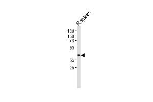 Western blot analysis of lysate from rat spleen tissue, using Ccnd3 Antibody (N-term) (ABIN6242272 and ABIN6577680).
