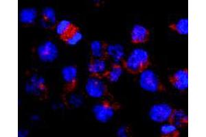 Immunofluorescence staining of vesicles (red) in RBL-2H3 (rat basophilic leukemia cell line) using Kinesin (heavy chain) monoclonal antibody, clone KN-03 . (Kinesin (heavy chain) anticorps)