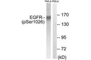 Western blot analysis of extracts from HeLa cells treated with TSA 400nM 24H, using EGFR (Phospho-Ser1026) Antibody. (EGFR anticorps  (pSer1026))
