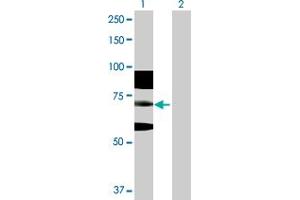 Western Blot analysis of RNF168 expression in transfected 293T cell line by RNF168 MaxPab polyclonal antibody. (RNF168 anticorps  (AA 1-571))