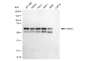 Western blotting analysis using PDPK1 antibody (ABIN7797423).