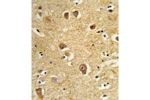 Formalin-fixed and paraffin-embedded human brain tissue reacted with SLC22A6 Antibody (C-Term), which was peroxidase-conjugated to the secondary antibody, followed by DAB staining. (SLC22A6 anticorps  (C-Term))