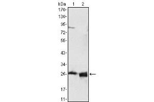 Western Blot showing using APOA1 antibody used against HepG2 cell lysate (1) and human serum (2). (APOA1 anticorps)