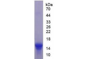 SDS-PAGE analysis of Mouse Urocortin 2 Protein.