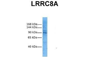 Host:  Rabbit  Target Name:  LRRC8A  Sample Tissue:  Human HepG2  Antibody Dilution:  1. (LRRC8A anticorps  (N-Term))