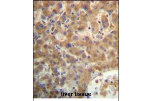 SEC14L4 Antibody (N-term) (ABIN657169 and ABIN2846302) immunohistochemistry analysis in formalin fixed and paraffin embedded human liver tissue followed by peroxidase conjugation of the secondary antibody and DAB staining. (SEC14L4 anticorps  (N-Term))