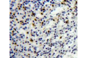 IHC-P analysis of spleen tissue, with DAB staining. (PF4 anticorps  (AA 30-105))
