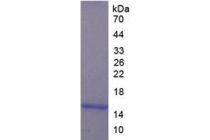 SDS-PAGE of Protein Standard from the Kit (Highly purified E.
