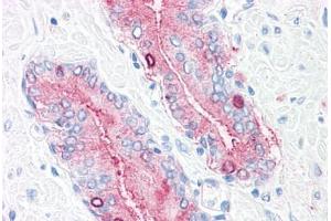 Anti-SYNGR2 / Synaptogyrin 2 antibody  ABIN1049373 IHC staining of human, prostate. (SYNGR2 anticorps  (Internal Region))