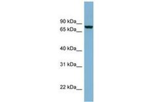 Image no. 1 for anti-Neurochondrin (NCDN) (N-Term) antibody (ABIN6741925) (NCDN anticorps  (N-Term))