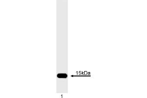 Western Blotting (WB) image for anti-Cytochrome C, Somatic (CYCS) antibody (ABIN967529) (Cytochrome C anticorps)
