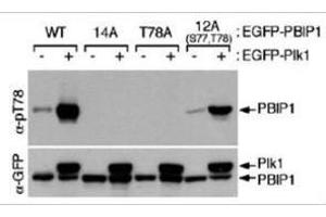Western blot using  affinity purified anti-MLF1IP pT78 antibody shows detection of MLF1IP phosphorylated at Thr78. (MLF1 anticorps  (pThr78))