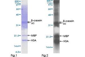 Western Blotting (WB) image for SRSF Protein Kinase 1 (SRPK1) (AA 1-655) protein (GST tag) (ABIN1321342)