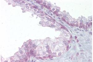 Anti-EDF1 antibody IHC staining of human prostate. (EDF1 anticorps  (C-Term))