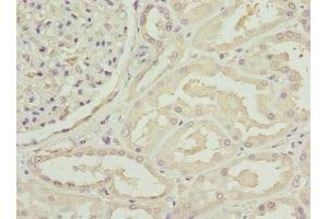 Immunohistochemistry of paraffin-embedded human kidney tissue using ABIN7146153 at dilution of 1:100